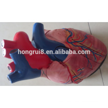 Medical Plastic Human Heart Anatomical model